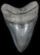 Large, Serrated, Megalodon Tooth - Gorgeous Tooth #56504-1